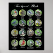 Achtertuin Vogels Poster (Voorkant)