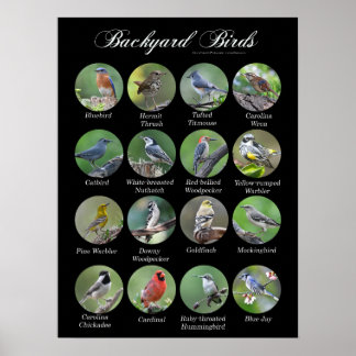 Achtertuin Vogels Poster