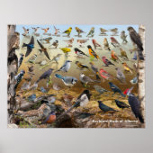 Achtertuin vogels van Alberta Poster (Voorkant)