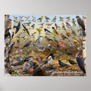 Achtertuin vogels van Alberta Poster