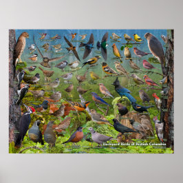 Achtertuin vogels van British Columbia Poster