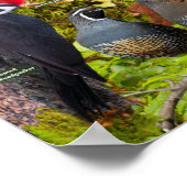 Achtertuin vogels van British Columbia Poster (Hoek)