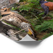 Achtertuin vogels van de staat New York Poster (Hoek)