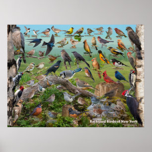 Achtertuin vogels van de staat New York Poster