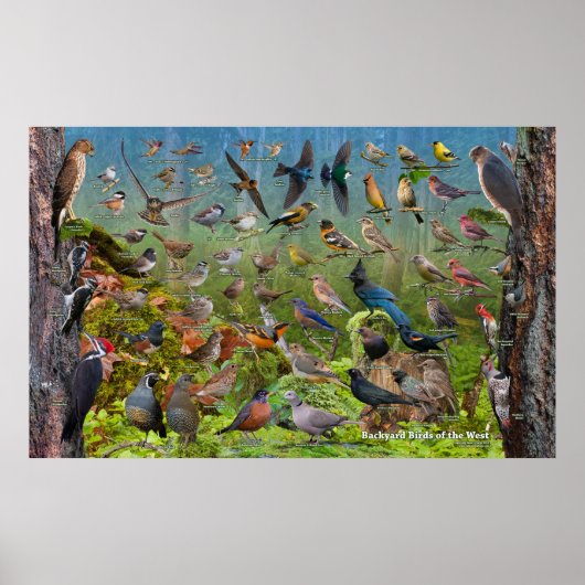 Achtertuin vogels van de West Large Poster (Voorkant)