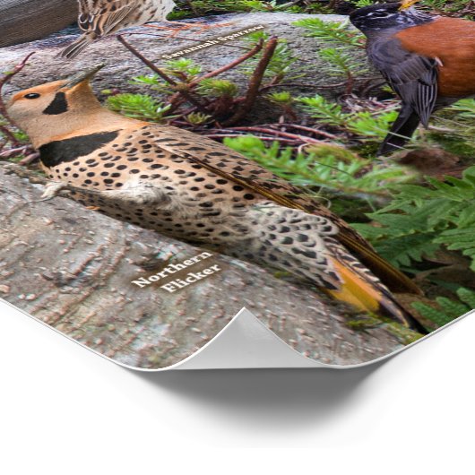 Achtertuin vogels van Delaware Poster (Hoek)