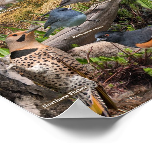 Achtertuin vogels van het Poster van Minnesota (Hoek)