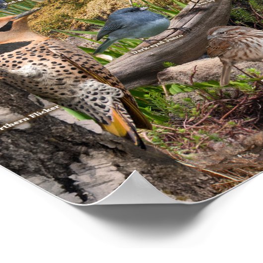 Achtertuin vogels van het Poster van North Dakota (Hoek)