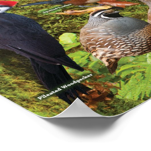 Achtertuin vogels van het westen poster (Hoek)