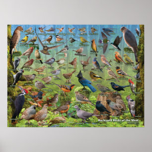 Achtertuin vogels van het westen poster