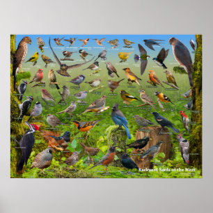 Achtertuin vogels van het westen poster