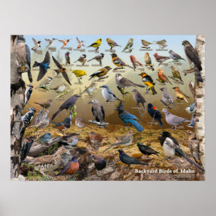 Achtertuin vogels van Idaho Poster