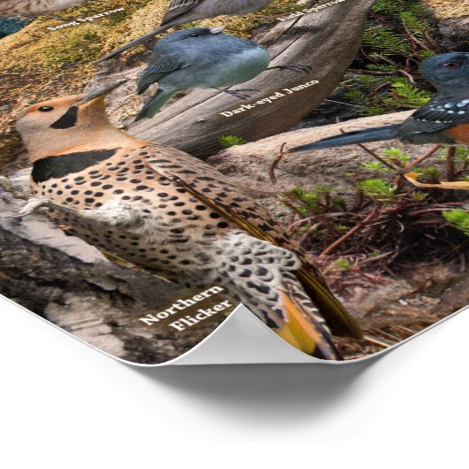 Achtertuin vogels van Kansas Poster (Hoek)