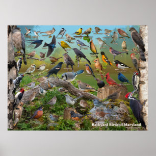 Achtertuin vogels van Maryland Poster