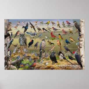 Achtertuin vogels van Minnesota Poster