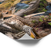 Achtertuin vogels van Nebraska Poster (Hoek)