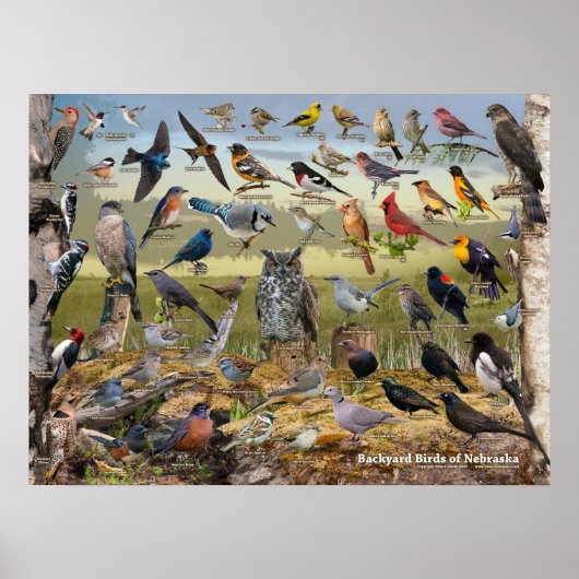 Achtertuin vogels van Nebraska Poster (Voorkant)