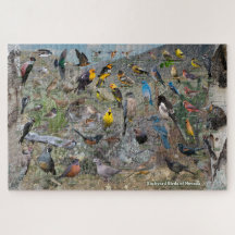 Achtertuin vogels van Nevada