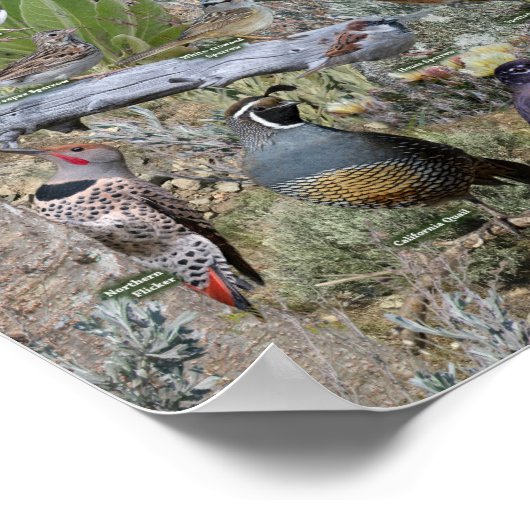Achtertuin vogels van Nevada Poster (Hoek)