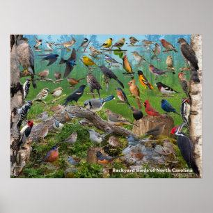 Achtertuin vogels van North Carolina Poster