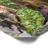 Achtertuin vogels van Northern Ontario Poster (Hoek)
