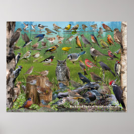 Achtertuin vogels van Northern Ontario Poster