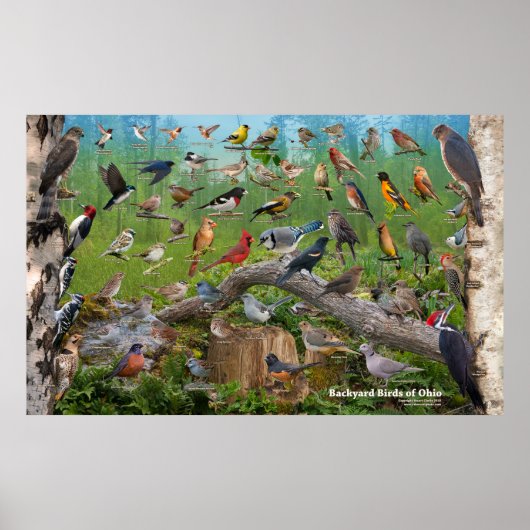 Achtertuin vogels van Ohio Large Poster (Voorkant)