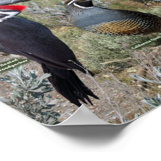 Achtertuin vogels van Oost-Oregon Poster (Hoek)