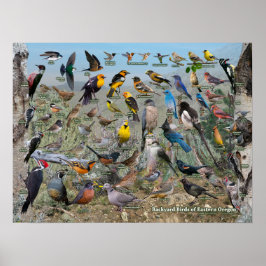 Achtertuin vogels van Oost-Oregon Poster