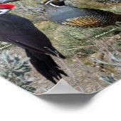 Achtertuin vogels van Oost-Washington Poster (Hoek)