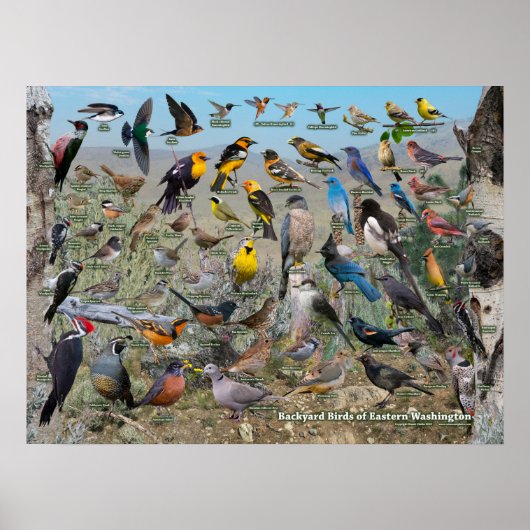 Achtertuin vogels van Oost-Washington Poster (Voorkant)