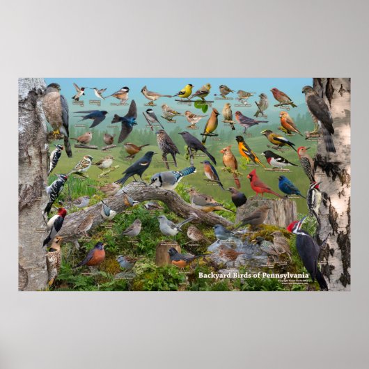 Achtertuin vogels van Pennsylvania Custom SIze Poster (Voorkant)