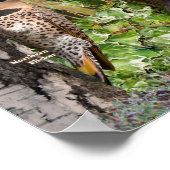 Achtertuin vogels van Southern Onario Poster (Hoek)