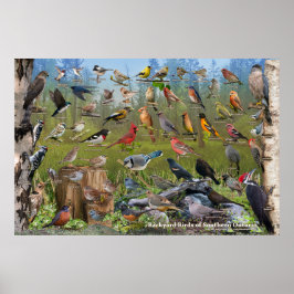 Achtertuin vogels van Southern Onario Poster