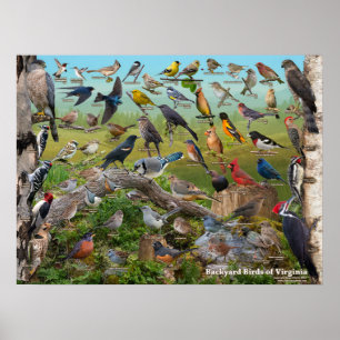 Achtertuin vogels van Virginia Poster