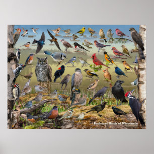 Achtertuin vogels van Wisconsin Poster