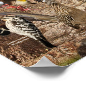 Achtertuin vogels van Zuid-Californië Poster (Hoek)