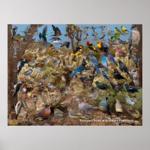 Achtertuin vogels van Zuid-Californië