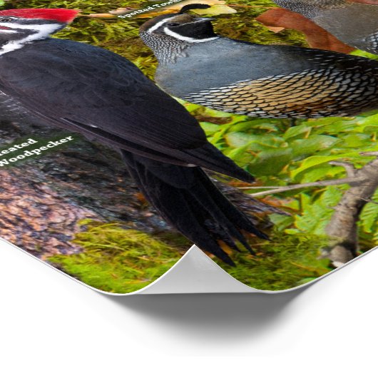 Achtertuin vogels West ID-Poster Poster (Hoek)