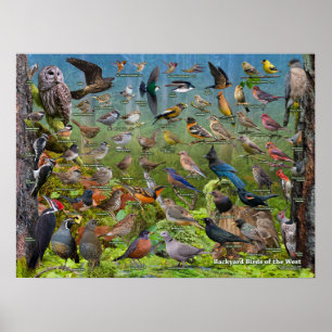 Achtertuin vogels West ID-Poster Poster