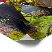 Achtertuin vogels West-Poster Poster (Hoek)