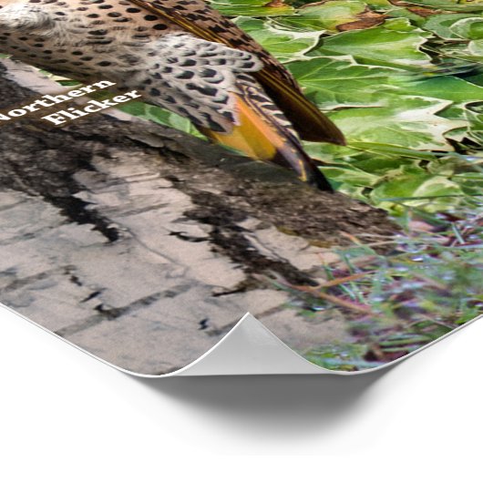 Achtertuin vogels Zuid-Ontario Poster (Hoek)