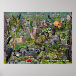 Achtertuin Wildlife van de West-identificatie Poster
