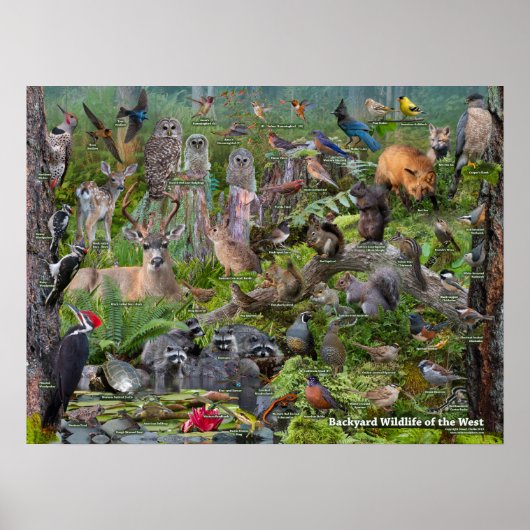 Achtertuin Wildlife van de West-identificatie Poster (Voorkant)