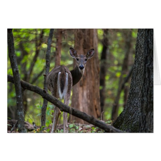 Achterwaarts kijken (Voorkant Horizontaal)