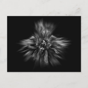 Achterwerende bloemen in zwart-wit nr. 49: stroom briefkaart