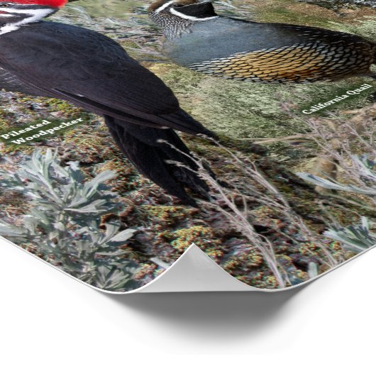 Achterwerende vogels van de BC Interior Poster (Hoek)