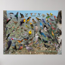 Achterwerende vogels van de BC Interior