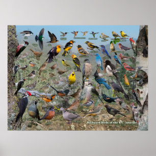 Achterwerende vogels van de BC Interior Poster