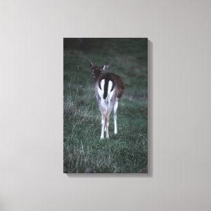 Achterzijde uitzicht van een hert, Nieuw-Zeeland Canvas Afdruk